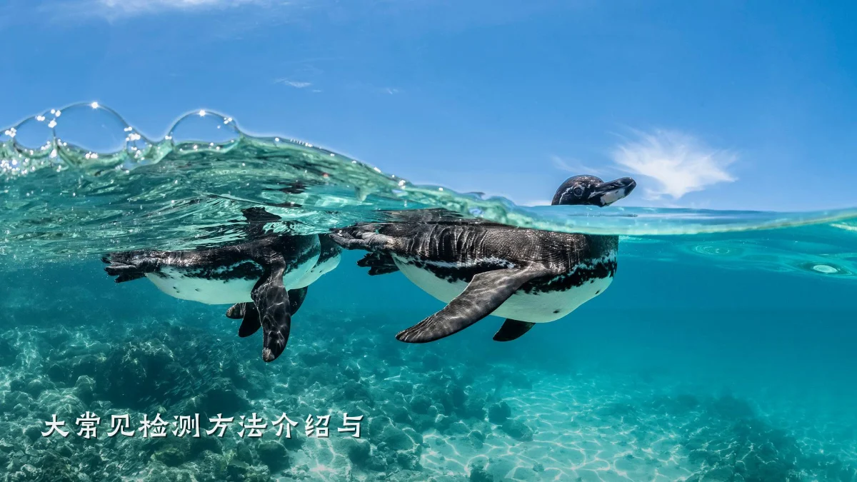 大常见检测方法介绍与