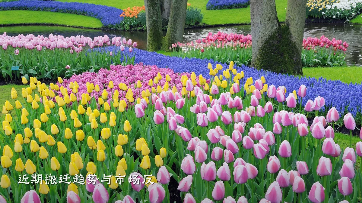 近期搬迁趋势与市场反