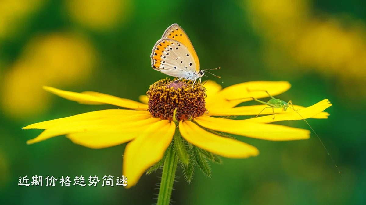 近期价格趋势简述