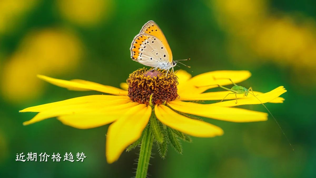 近期价格趋势